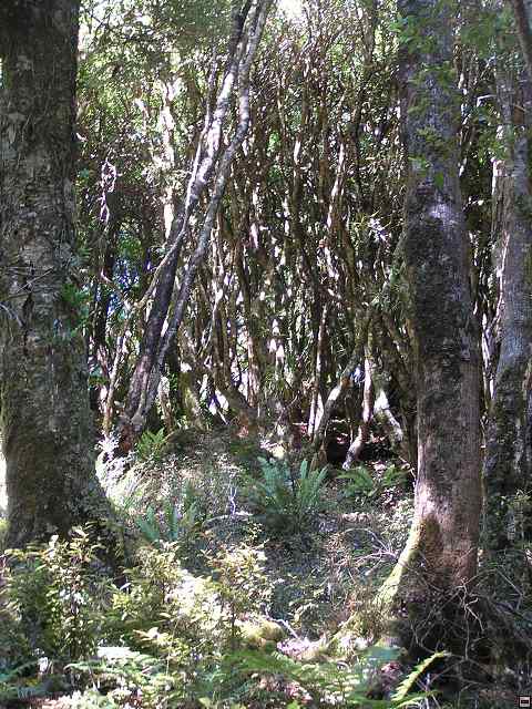NZ leden-unor 2006 251.jpg